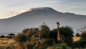Kenya wild