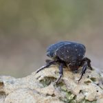 se débarrasser des cafards