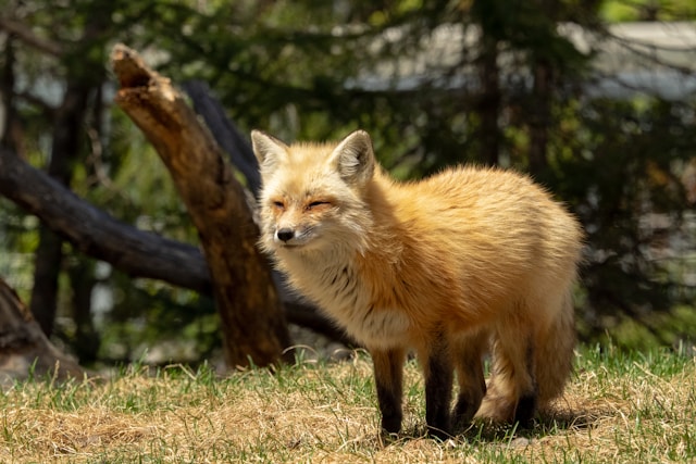 animaux sauvages