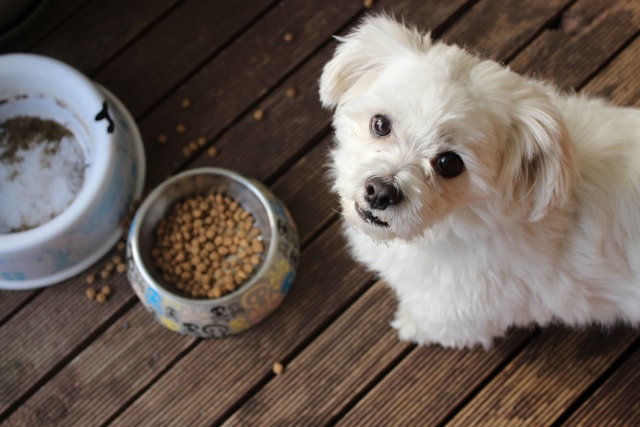 alimentation canine