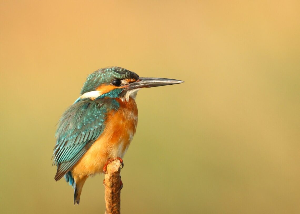 comportement de vos oiseaux