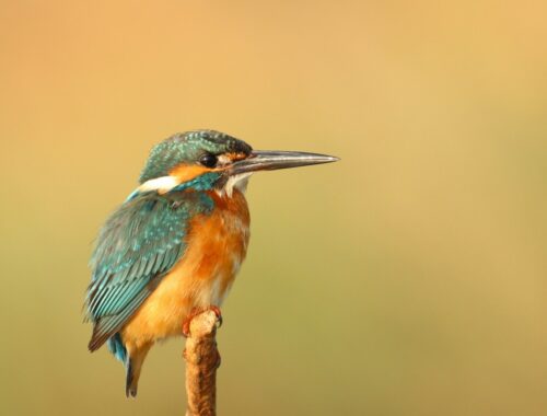 comportement de vos oiseaux