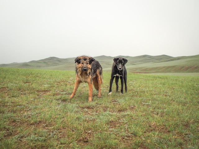 agressivité chez les chiens