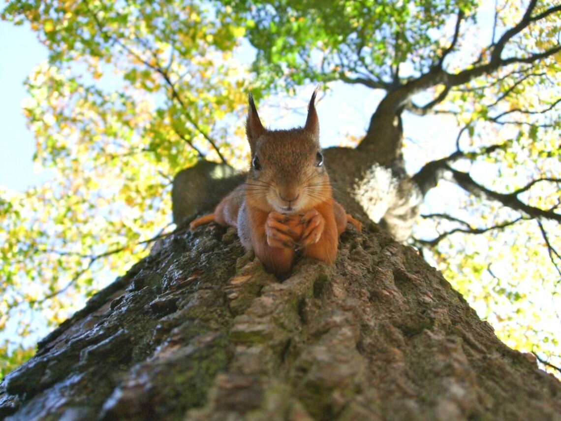 Les animaux face au changement climatique