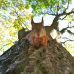 Les animaux face au changement climatique