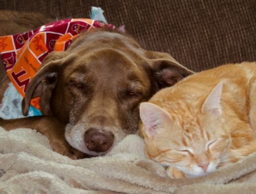 meilleurs animaux de compagnie