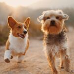 races de chiens sont les plus adaptées aux climats chauds