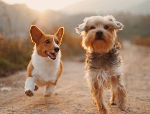 races de chiens sont les plus adaptées aux climats chauds