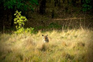 le pace de Bandhavgarh à Inde