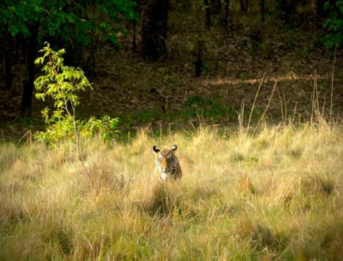 le pace de Bandhavgarh à Inde