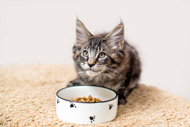 Les premières semaines avec un chaton