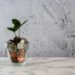 crowdfunding écologie