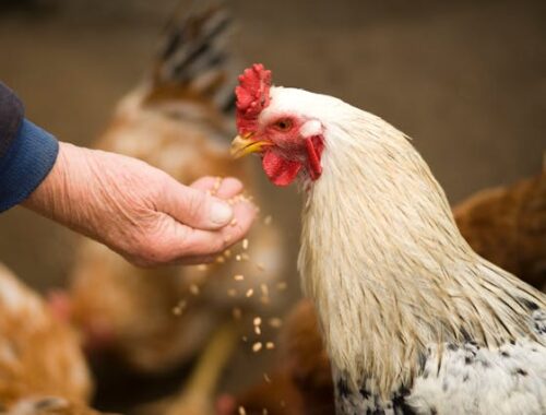 ferme
