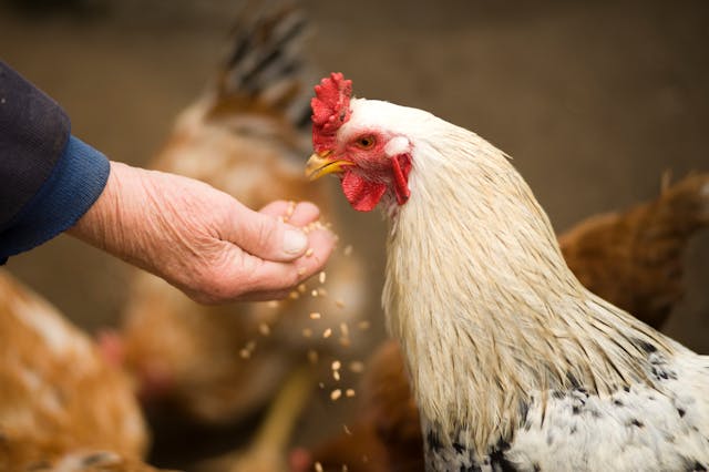 ferme