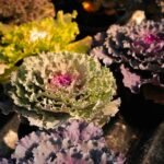 Bougainvillier de Mèze fleurs éclatantes pour votre jardin