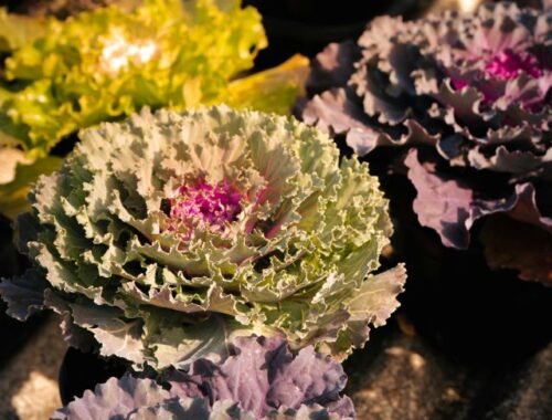 Bougainvillier de Mèze fleurs éclatantes pour votre jardin