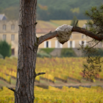 Nid de frelon asiatique dans un pin en Gironde près de Bordeaux en 2026