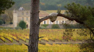 Nid de frelon asiatique dans un pin en Gironde près de Bordeaux en 2026
