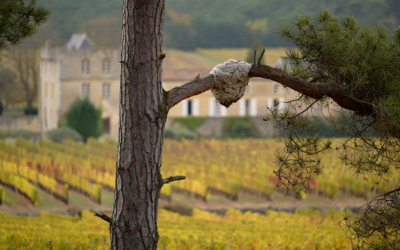 Nid de frelon asiatique dans un pin en Gironde près de Bordeaux en 2026