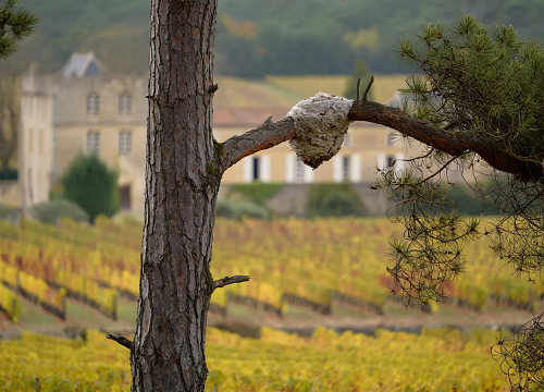 Nid de frelon asiatique dans un pin en Gironde près de Bordeaux en 2026