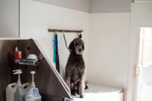 Top 3 des salons de toilettage à La Roche-sur-Yon 2026