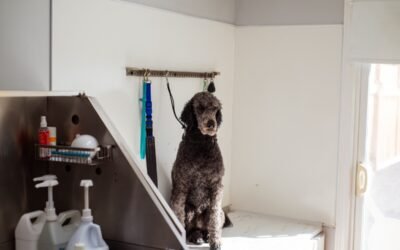 Top 3 des salons de toilettage à La Roche-sur-Yon 2026