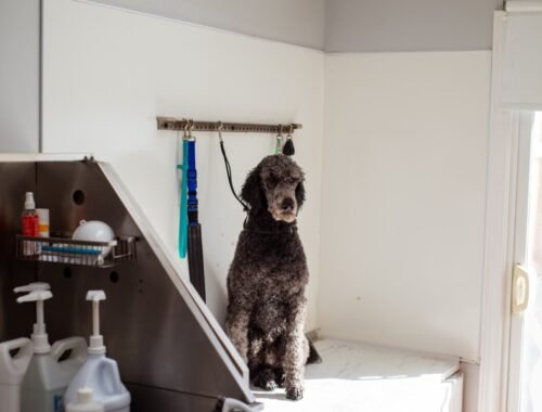 Top 3 des salons de toilettage à La Roche-sur-Yon 2026