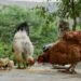 animaux