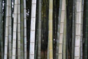 Tiges de bambou naturel alignées verticalement, certaines avec mousse verte