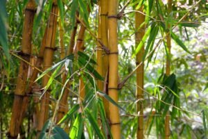 Tiges de bambou doré avec feuillage vert clair en forêt dense