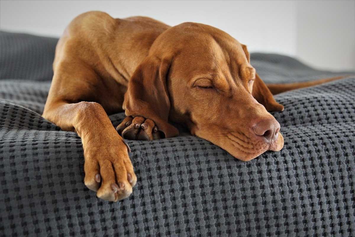 Chien endormi sur couverture texturée, yeux fermés, respiration calme