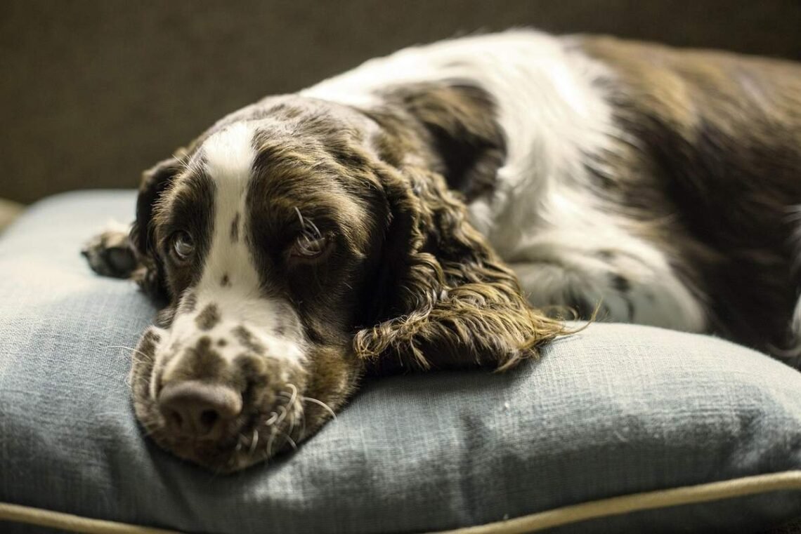 Un chien de spaniel allongé sur un coussin gris, l'air somnolent