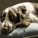 Un chien de spaniel allongé sur un coussin gris, l'air somnolent