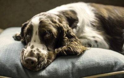 Un chien de spaniel allongé sur un coussin gris, l'air somnolent