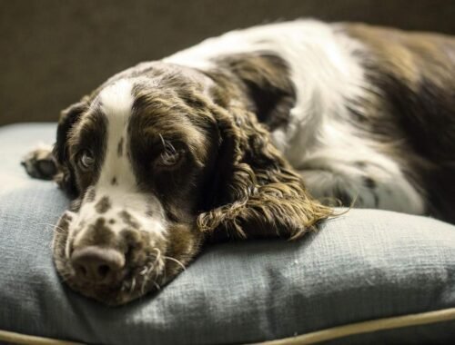 Un chien de spaniel allongé sur un coussin gris, l'air somnolent