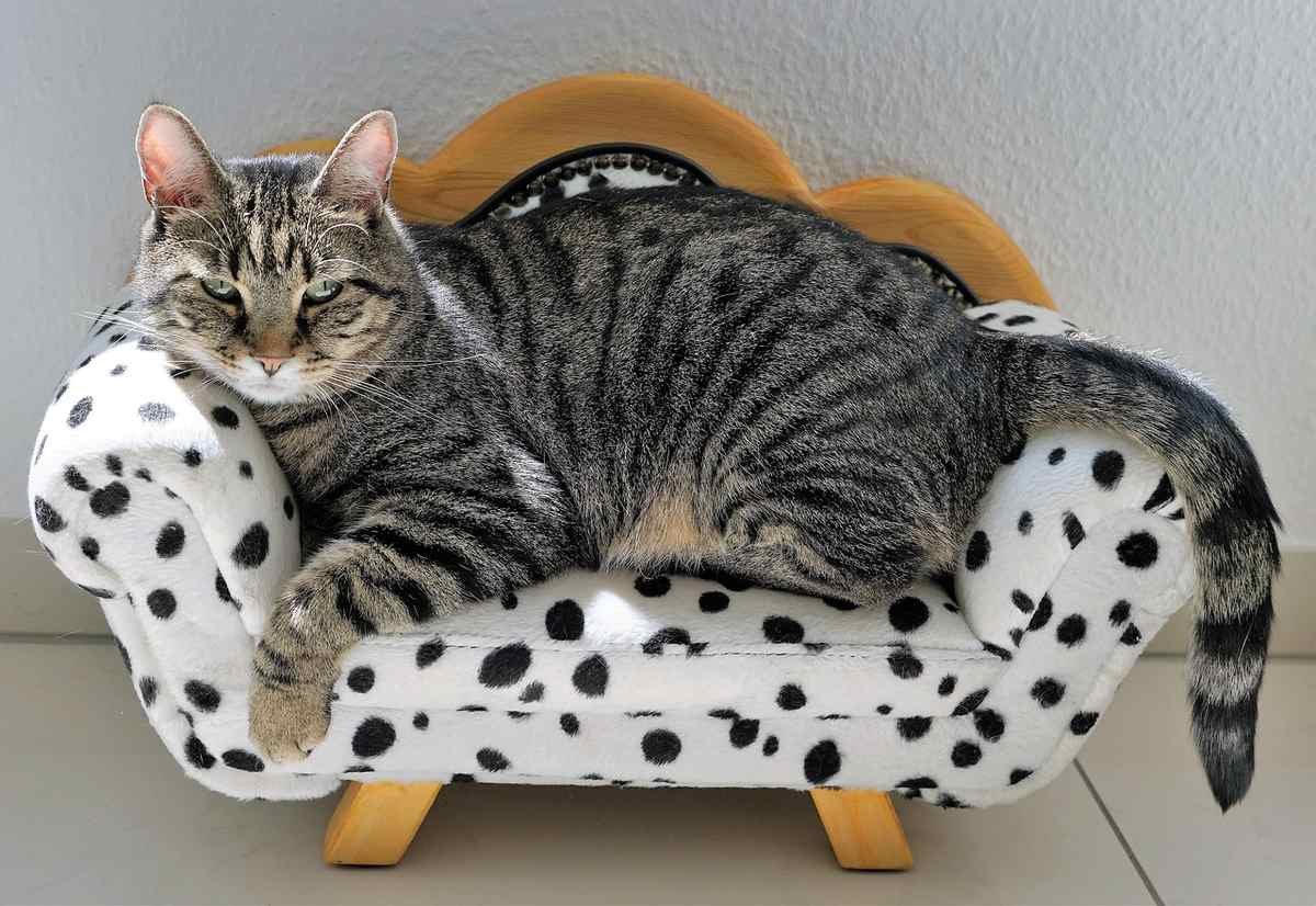 Un chat gris tabby dort paisiblement sur un canapé à pois Un chat gris tabby dort paisiblement sur un canapé à pois