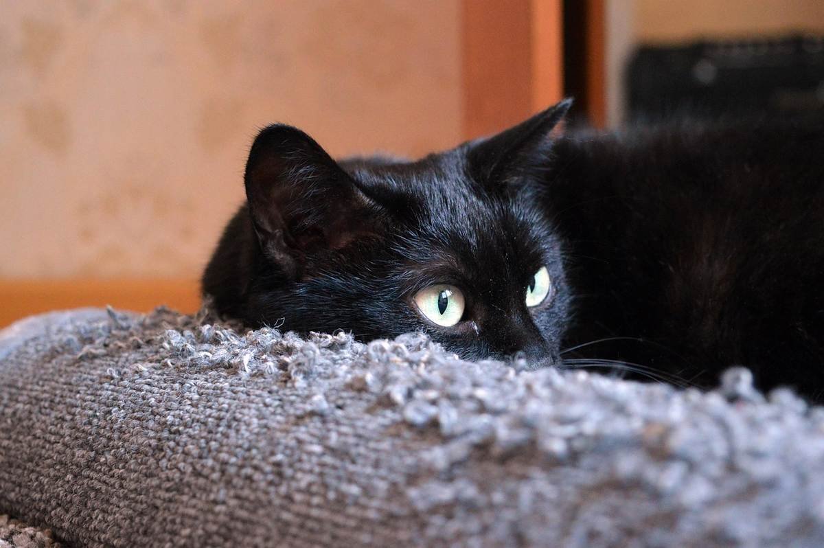 Un chat noir repose sur un coussin texturé observant Un chat noir repose sur un coussin texturé observant