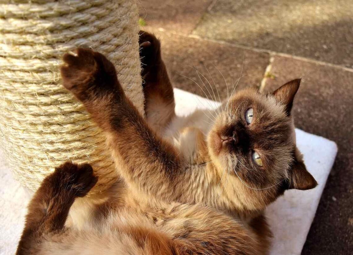 Un chat aux yeux clairs joue sur un support de griffement