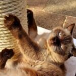 Un chat aux yeux clairs joue sur un support de griffement