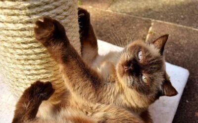 Un chat aux yeux clairs joue sur un support de griffement