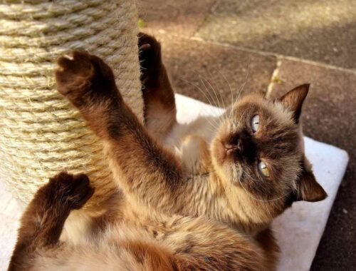 Un chat aux yeux clairs joue sur un support de griffement