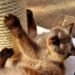 Un chat aux yeux clairs joue sur un support de griffement