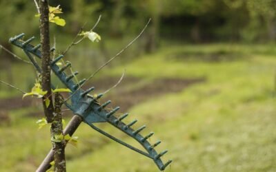 Un râteau vert accroché à un jeune arbre dans un pré verdoyant